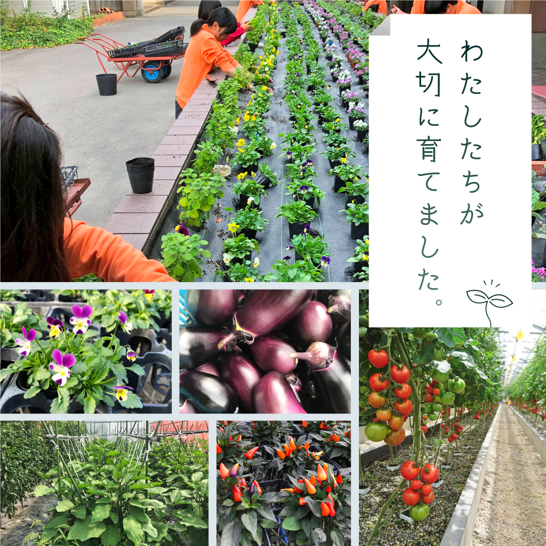 京都府立桂高校の皆さんによる野菜や花苗の販売を今年も実施します